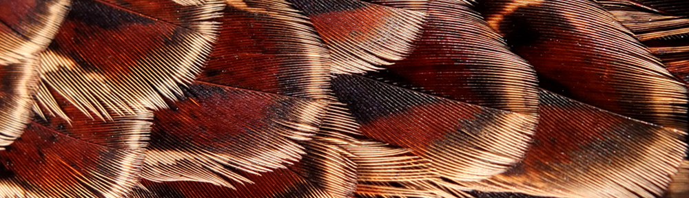 The Sporting Picture