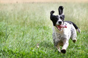 FINE ART THE SPORTING PICTURE 002ML