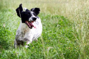 FINE ART THE SPORTING PICTURE 003ML