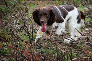 FINE ART THE SPORTING PICTURE 016ML