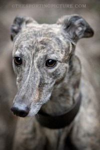 FINE ART THE SPORTING PICTURE 021ML