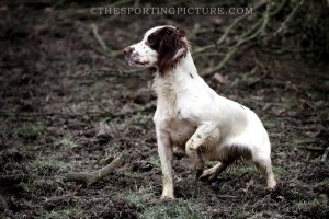 FINE ART THE SPORTING PICTURE 027ML