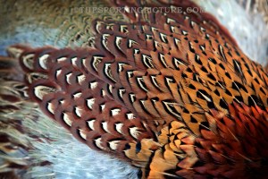 FINE ART THE SPORTING PICTURE 030ML