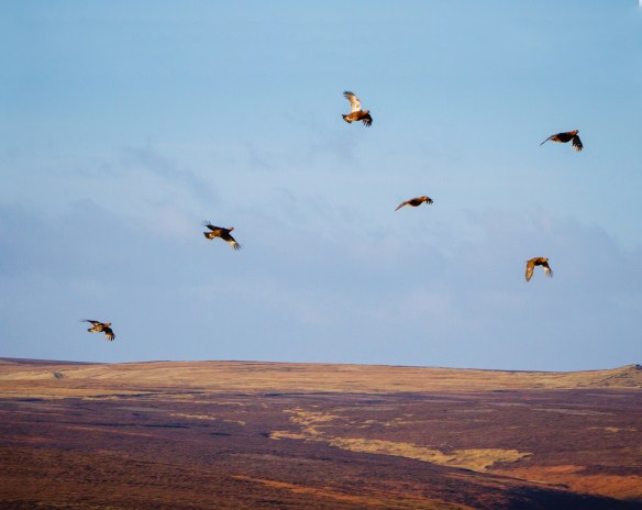 DSGM- ML-IMG_2945_120